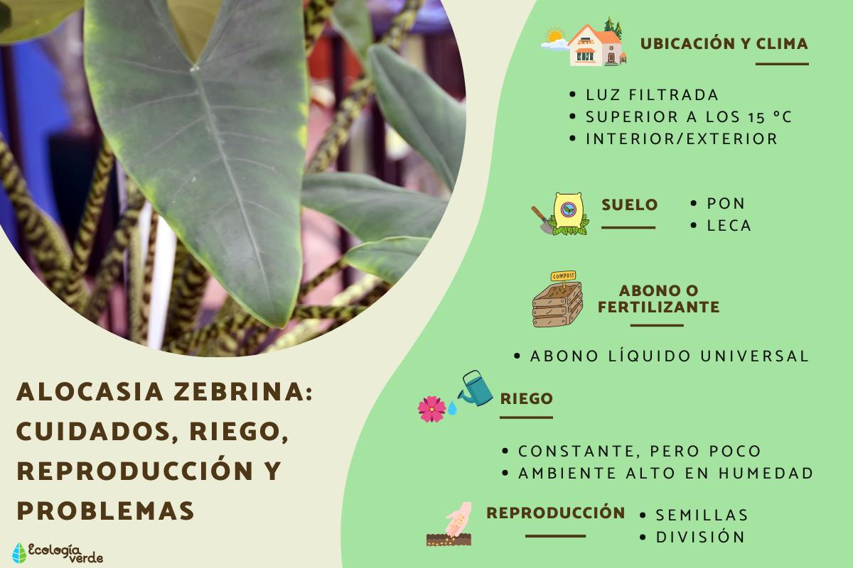 Alocasia zebrina: cuidados, riego, reproducción y problemas