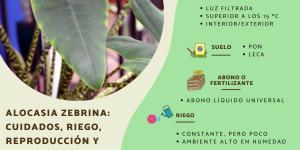 Alocasia zebrina: cuidados, riego, reproducción y problemas