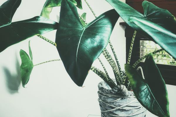 Alocasia zebrina: cuidados, riego, reproducción y problemas - ¿Cómo reproducir la Alocasia zebrina?
