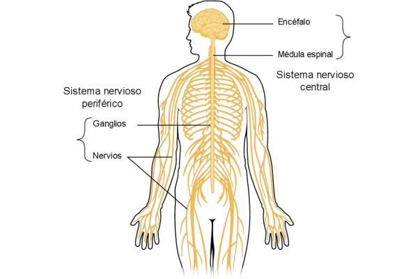 Sistema nervioso humano: características, componentes y funcionamiento - Componentes del sistema nervioso humano
