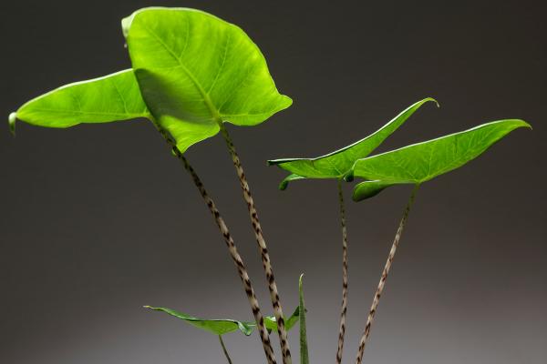 Alocasia zebrina: cuidados, riego, reproducción y problemas - ¿Cuáles son las características de la Alocasia zebrina? 