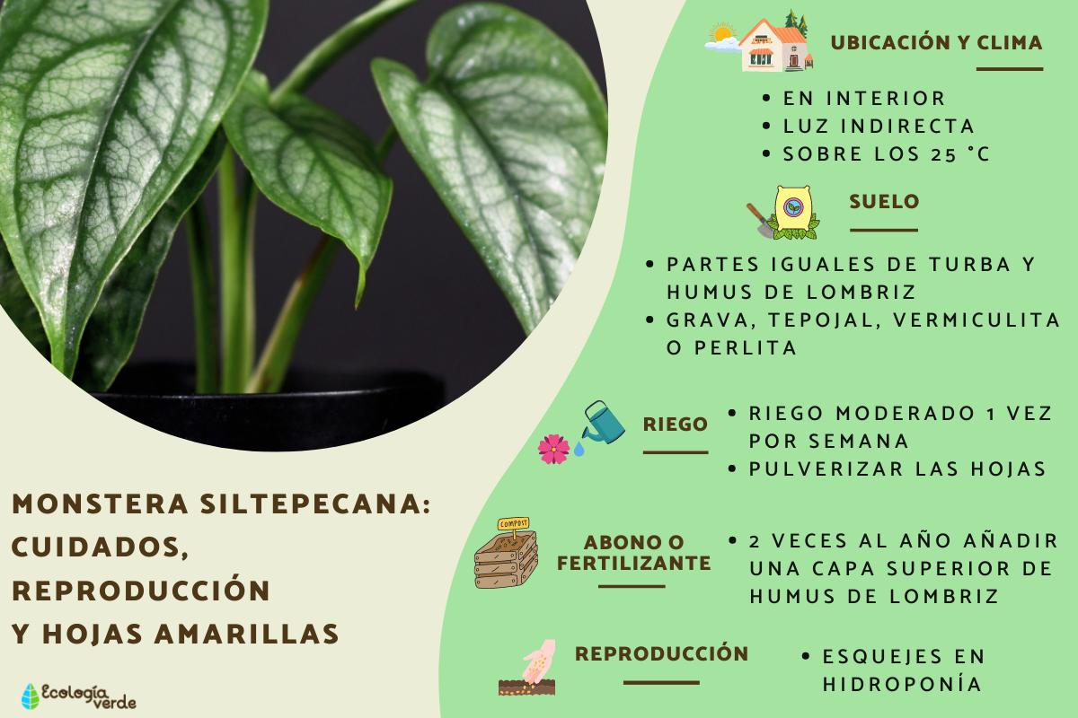 Monstera siltepecana: cuidados, reproducción y hojas amarillas