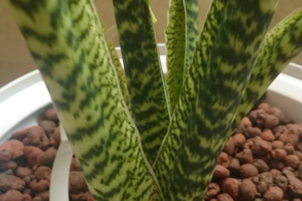 Alocasia zebrina: cuidados, riego, reproducción y problemas - ¿Qué sustrato usar para la planta Alocasia zebrina? 
