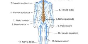 Sistema nervioso humano: características, componentes y funcionamiento