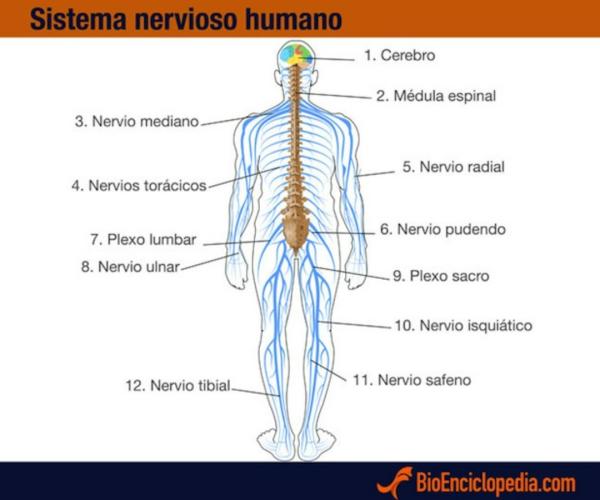 Sistema nervioso humano: características, componentes y funcionamiento