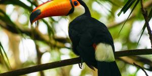 Tipos de tucanes