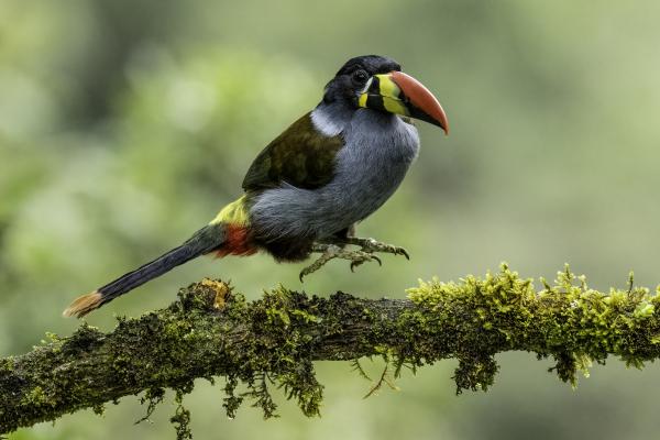 Tipos de tucanes - Tucán-andino de pecho gris (Andigena hypoglauca)