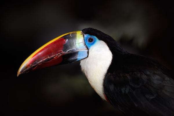 Tipos de tucanes - Tucán de garganta blanca (Ramphastos tucanus) 