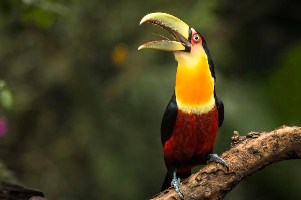 Tipos de tucanes - Tucán de pecho rojo (Ramphastos dicolorus) 