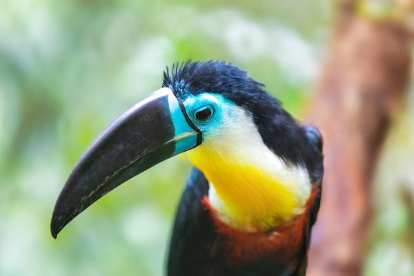 Tipos de tucanes - Tucán de pico acanalado (Ramphastos vitellinus) 