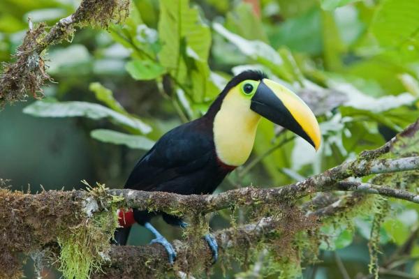 Tipos de tucanes - Tucán del Chocó (Ramphastos brevis) 