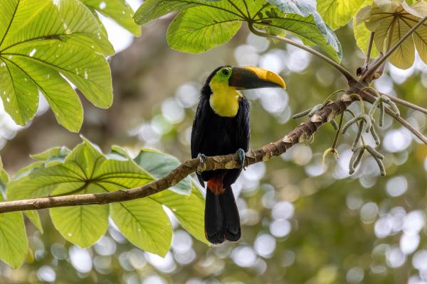 Tipos de tucanes - Tucán garganta amarilla (Ramphastos ambiguus) 