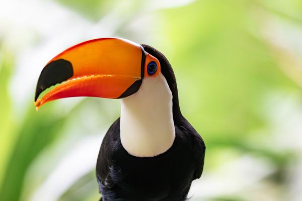 Tipos de tucanes - Tucán toco (Ramphastos toco) 