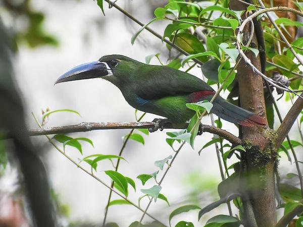 Tipos de tucanes - Tucancillo de ceja amarilla (Aulacorhynchus huallagae) 