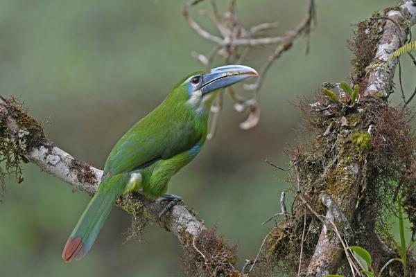 Tipos de tucanes - Tucancillo de franja celeste (Aulacorhynchus coeruleicinctis) 