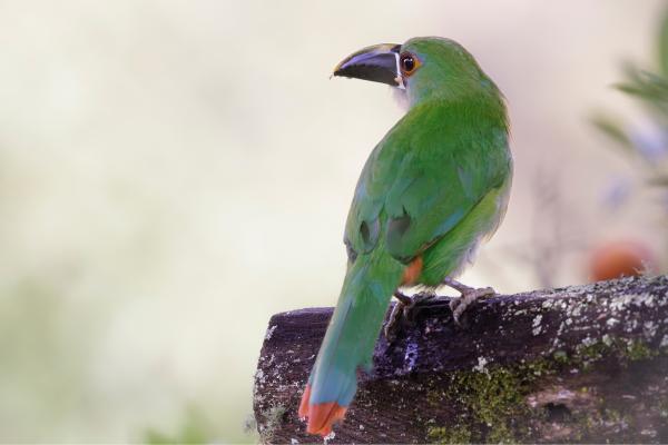 Tipos de tucanes - Tucancillo esmeralda (Aulacorhynchus prasinus) 