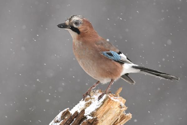 Córvidos o Corvidae: qué son, características y tipos - Arrendajos