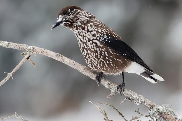 Córvidos o Corvidae: qué son, características y tipos - Cascanueces