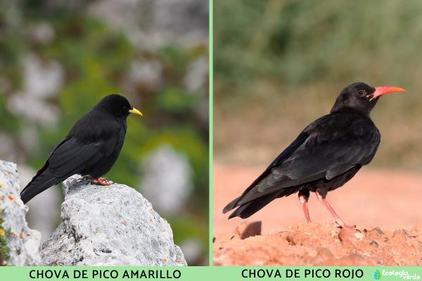 Córvidos o Corvidae: qué son, características y tipos - Chovas