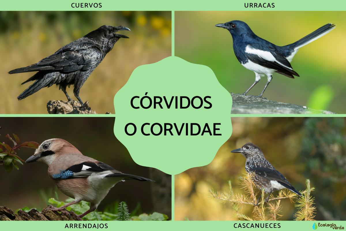 Córvidos o Corvidae: qué son, características y tipos
