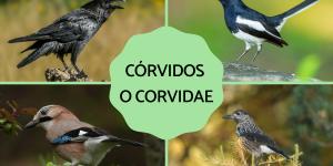 Córvidos o Corvidae: qué son, características y tipos