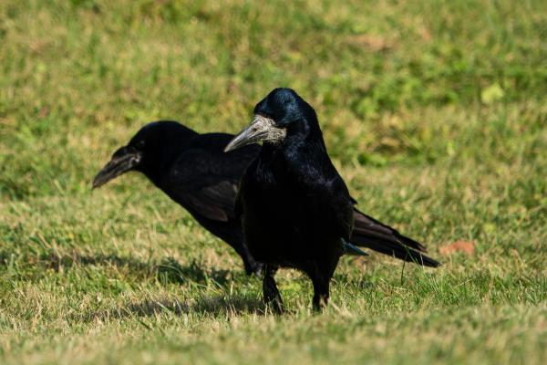 Córvidos o Corvidae: qué son, características y tipos - ¿Cuáles son las principales características de los córvidos?