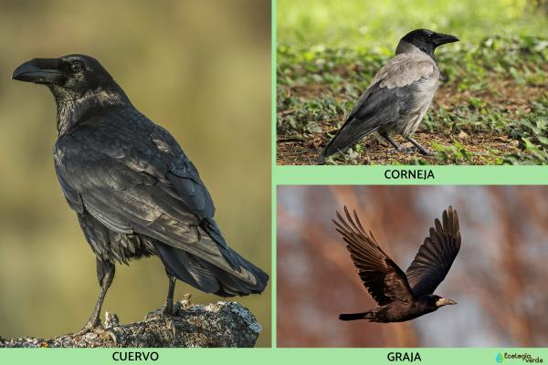 Córvidos o Corvidae: qué son, características y tipos - Cuervos, cornejas y graja