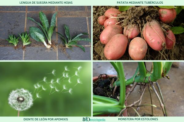 Reproducción asexual en las plantas: qué es, tipos y ejemplos - Ejemplos de plantas con reproducción asexual
