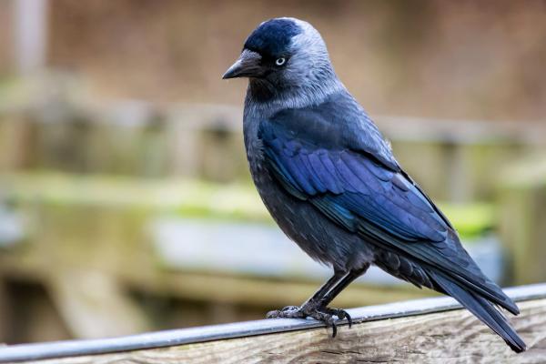 Córvidos o Corvidae: qué son, características y tipos - Grajillas
