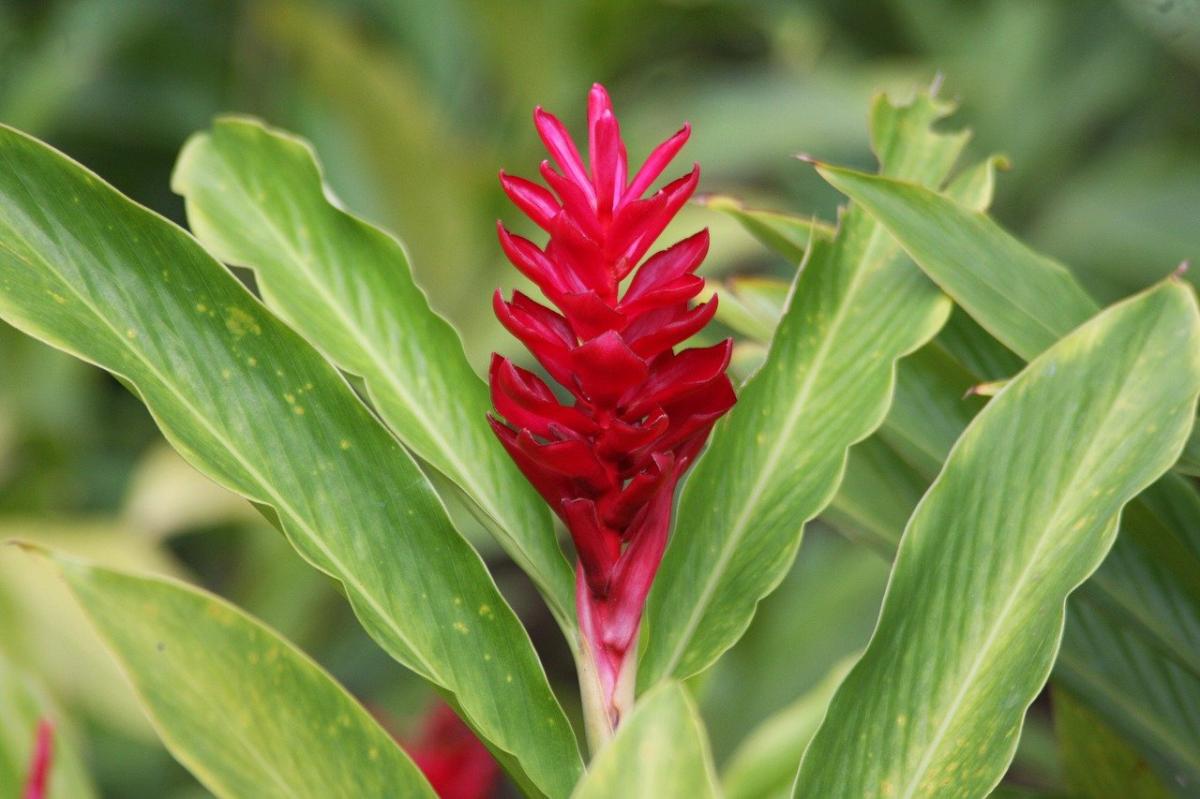 Plantas tropicales de exterior