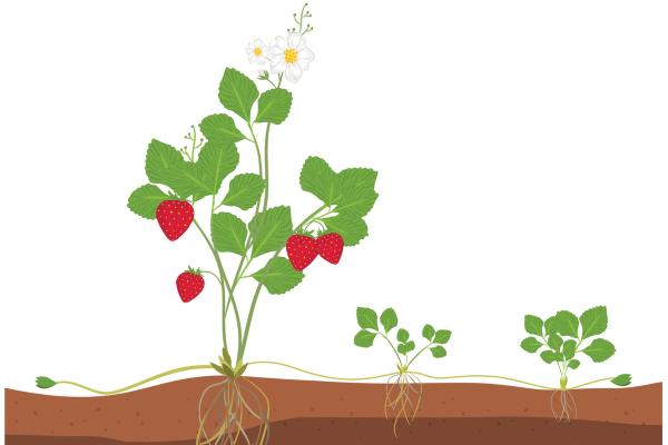 Reproducción asexual en las plantas: qué es, tipos y ejemplos - Qué es la reproducción asexual de las plantas