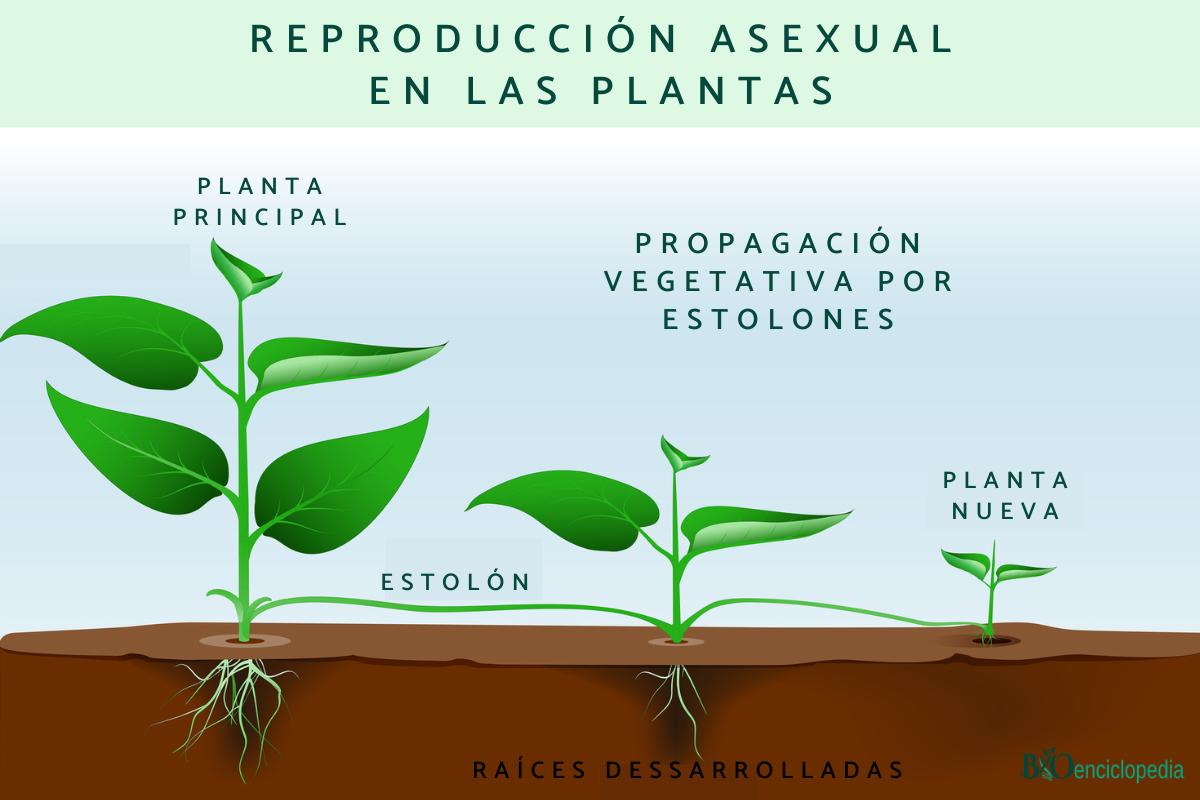 Reproducción asexual en las plantas: qué es, tipos y ejemplos