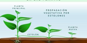 Reproducción asexual en las plantas: qué es, tipos y ejemplos