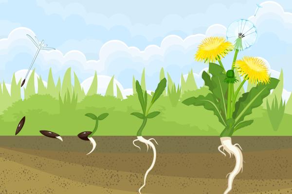 Reproducción asexual en las plantas: qué es, tipos y ejemplos - Tipos de reproducción asexual de las plantas