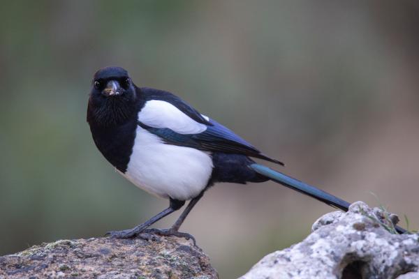 Córvidos o Corvidae: qué son, características y tipos - Urracas