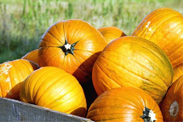 Frutas de otoño - Calabaza