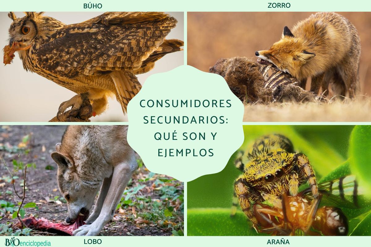 Consumidores secundarios: qué son y ejemplos