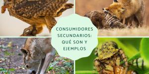 Consumidores secundarios: qué son y ejemplos