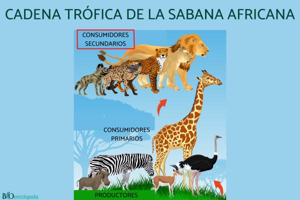 Consumidores secundarios: qué son y ejemplos - Importancia de los consumidores secundarios 
