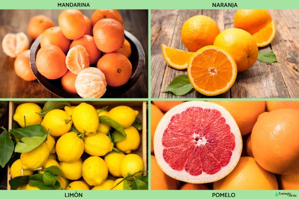 Frutas de otoño - Otras frutas de otoño