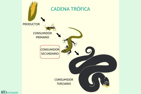 Consumidores secundarios: qué son y ejemplos - Qué son los consumidores secundarios y sus características 