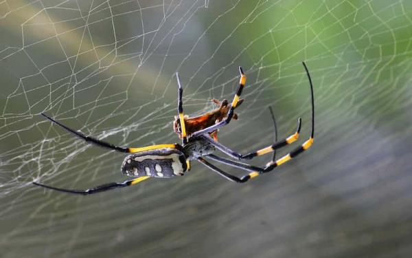 Araña - Alimentación de la araña