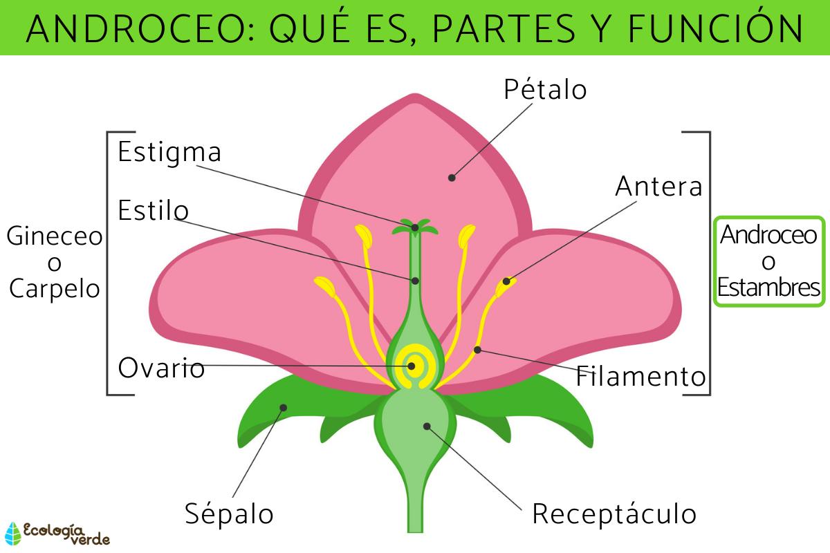 Androceo: qué es, partes y función