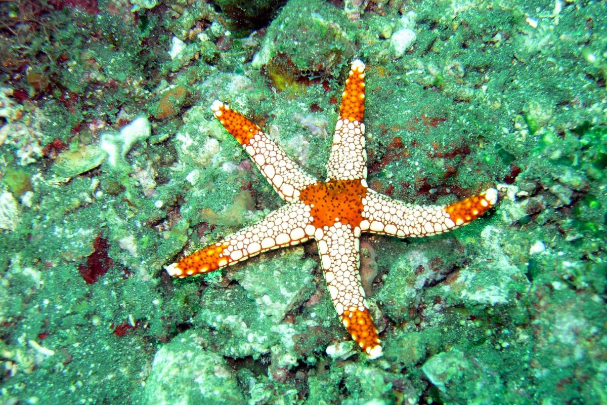Curiosidades de las estrellas de mar