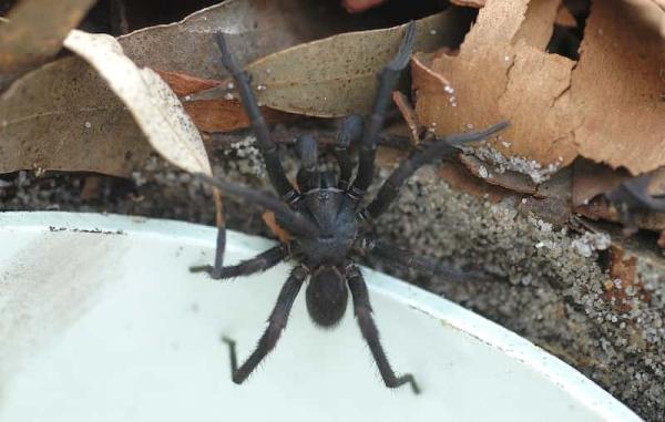 Araña - Peligrosidad de la araña