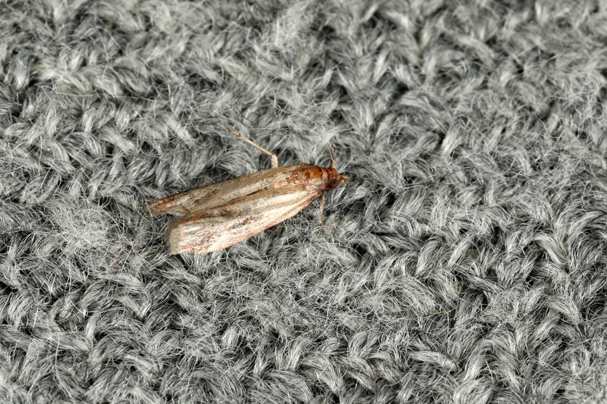 Cómo eliminar las polillas en casa con remedios caseros