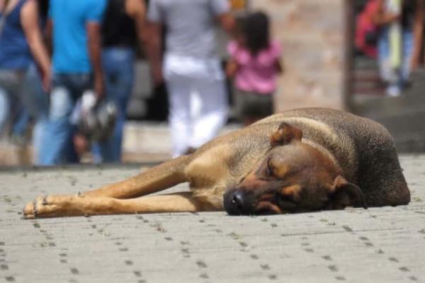 Maltrato animal: causas, tipos y cómo evitarlo - ¿Cuáles son las causas del maltrato animal?