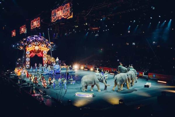 Maltrato animal: causas, tipos y cómo evitarlo - ¿Cuáles son los tipos de maltrato animal?