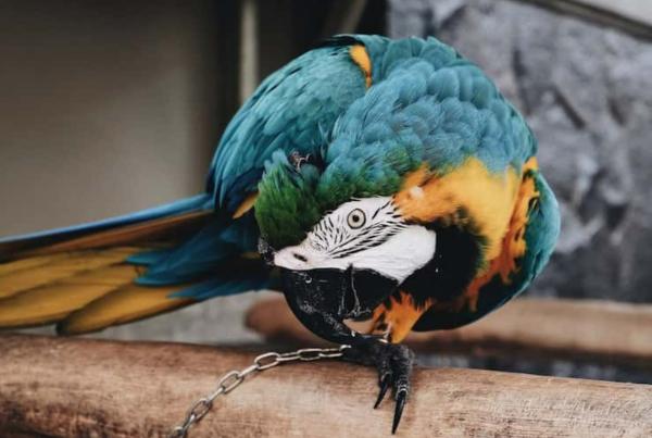 Maltrato animal: causas, tipos y cómo evitarlo