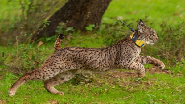 Werva y Wound, los nuevos linces ibéricos que podrían ayudar a cambiar el futuro de la especie en Aragón - Quiénes son Werva y Wound y de dónde proceden